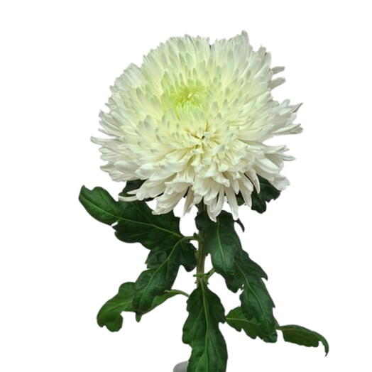 White Chrysanthemum