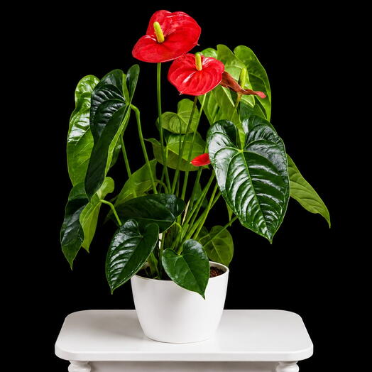 Fresh Red Anthurium Gift Plant