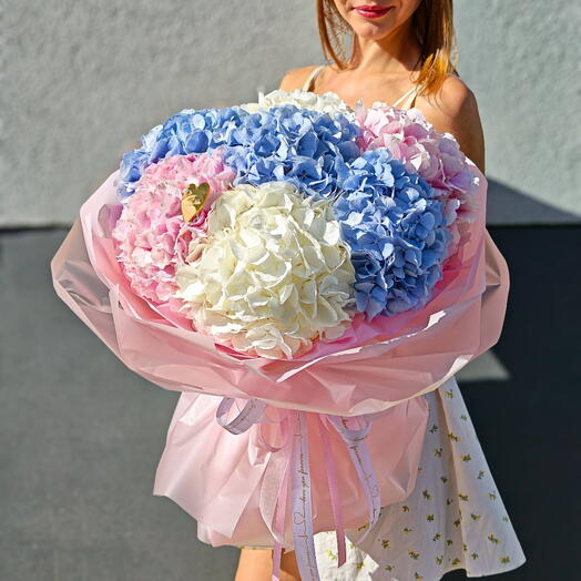 Hydrangea Dream