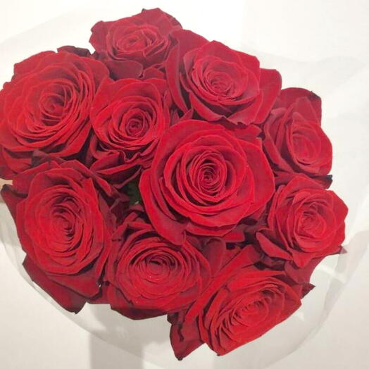 Rosas Vermelhas 10 Pes Equador