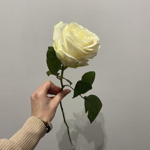 White rose