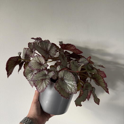 Rex Begonia