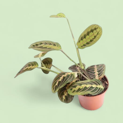 Marantha