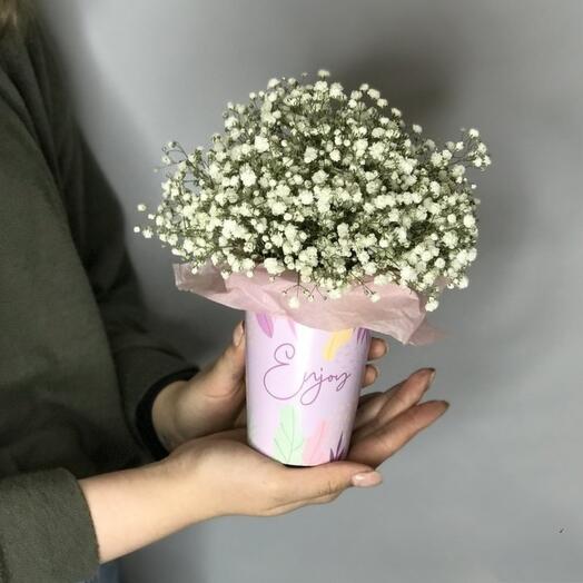 Gypsophila in a cup