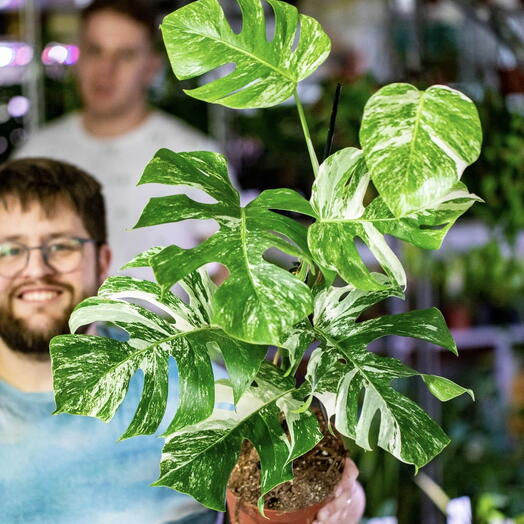 Monstera Deliciosa Variegata 17 см