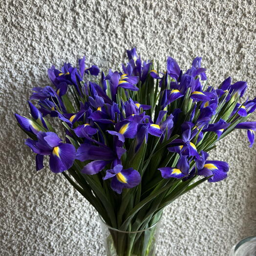 Iris Harmony
