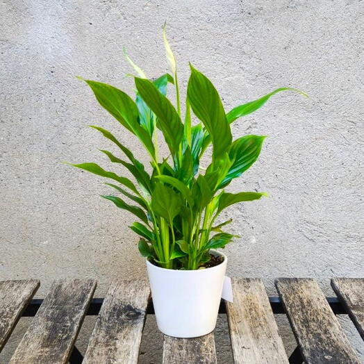 Pequeño Spathiphyllum en una maceta de cerámica.