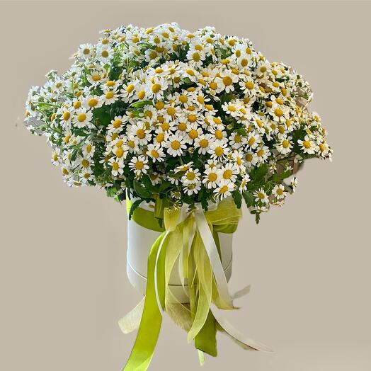 Daisies