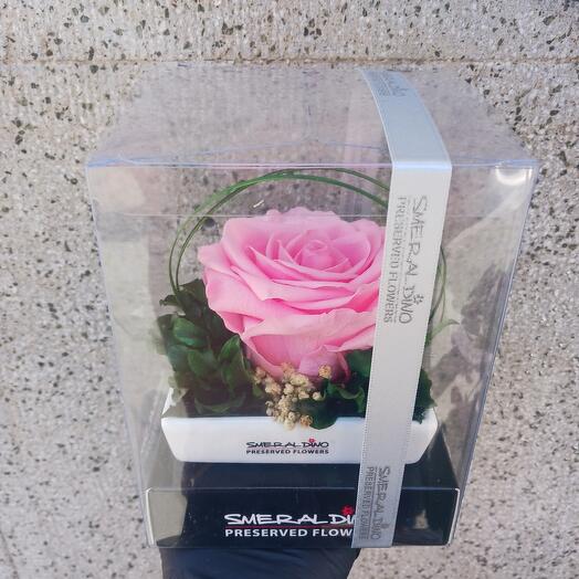 Stabilized rose — light pink