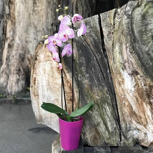 Pink orchid 🌸