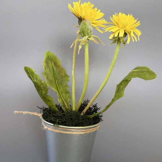 Dandelions in a pot