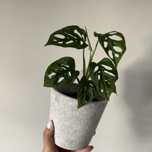 Monstera monkey