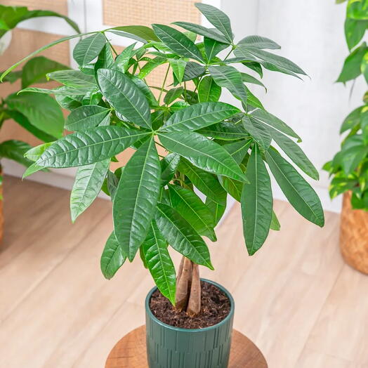 Pachira aquatica - деревце щастя ~ 25см