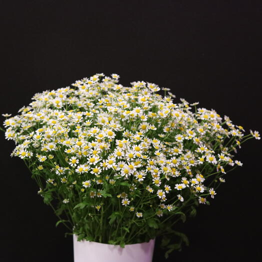 Bush daisies