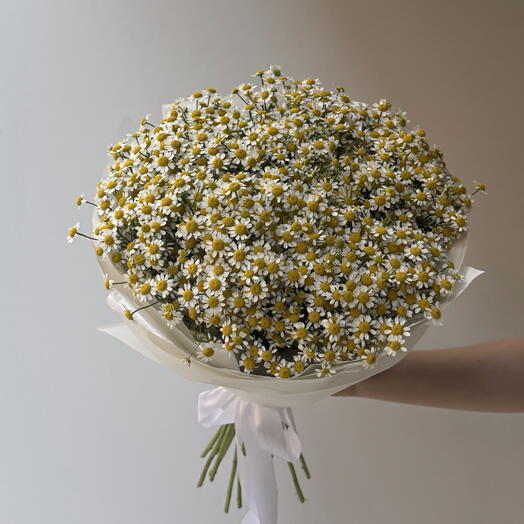 Tanacetum 25