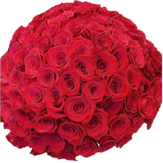 100 red roses - stems 80 cm long