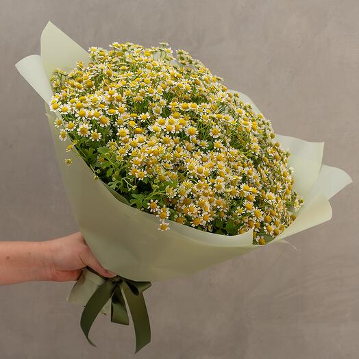 My Lovely Chamomile