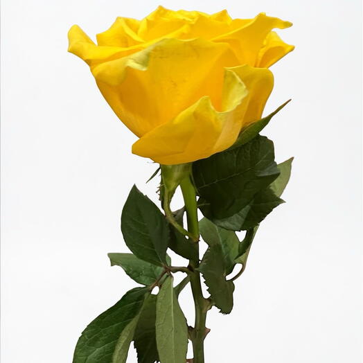 Rosa amarilla 40 cm