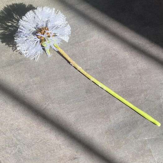 Fluffy dandelion