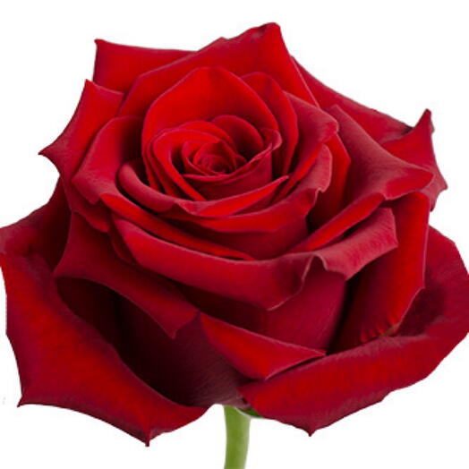 Rosa Ecuador 70 cm
