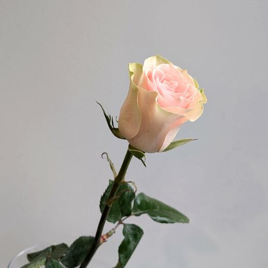 Pink rose