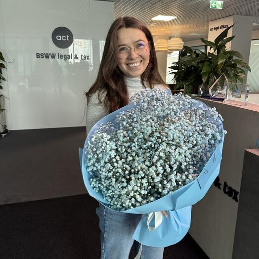 17 Gypsophila