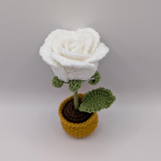 Rose in a pot