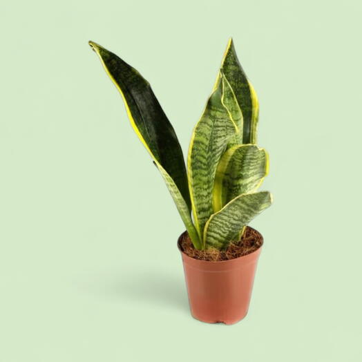 Sansevieria