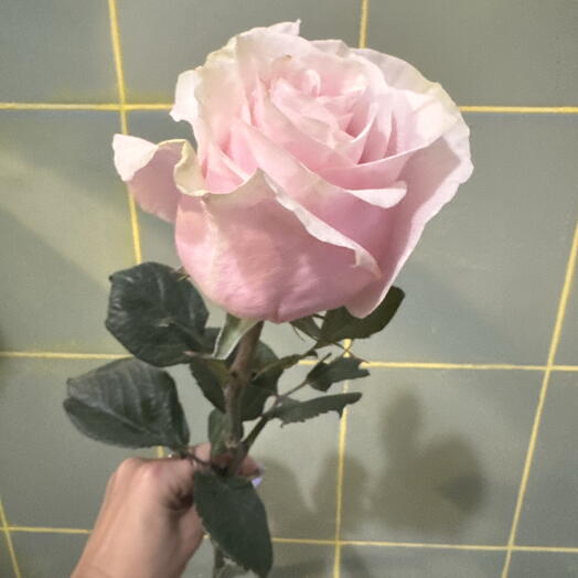 Pink mondial ruze