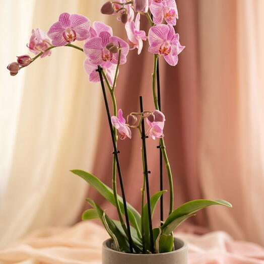 Elegant Pink Orchid 🌸