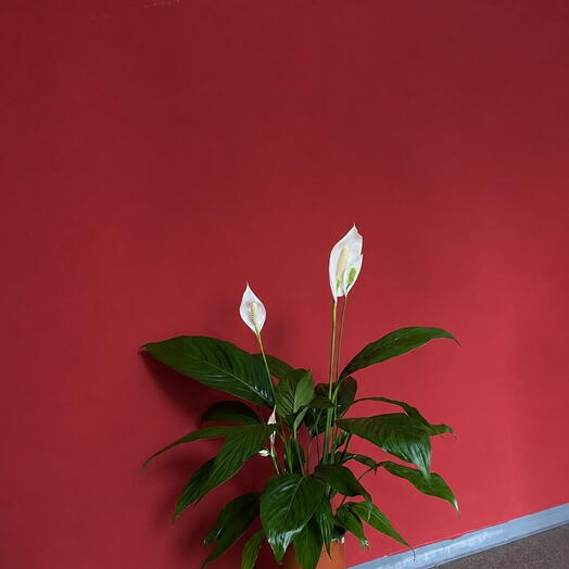 Spathiphyllum