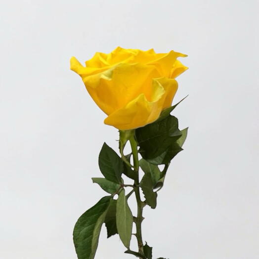 Rose yellow 60