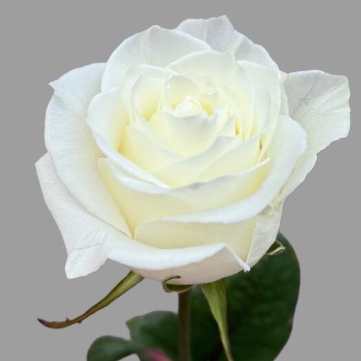 Beautiful white rose