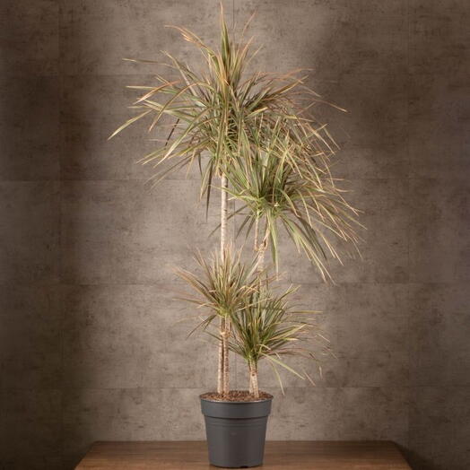 Indoor plant Dracaena Marginata Bicolor