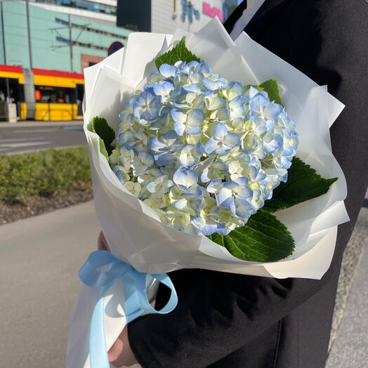 Blue hydrangea