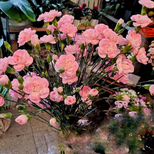 Spray carnations