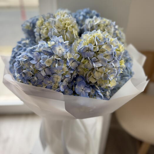 11 light blue hydrangeas