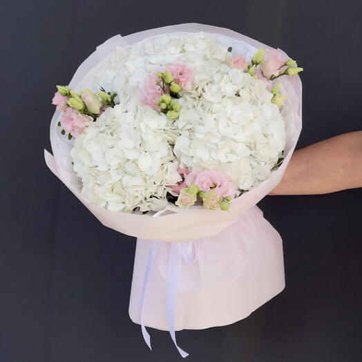 Hydrangea
