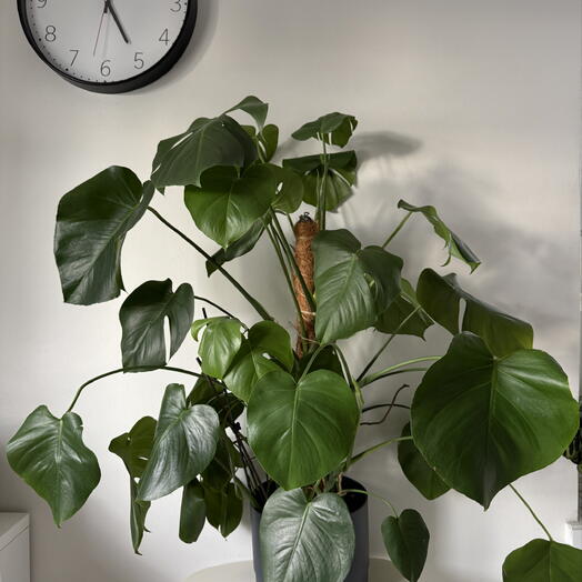 Monstera  XXL