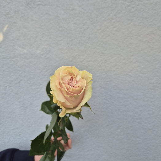 Pink Mondial Roses - Choose from 9 pieces