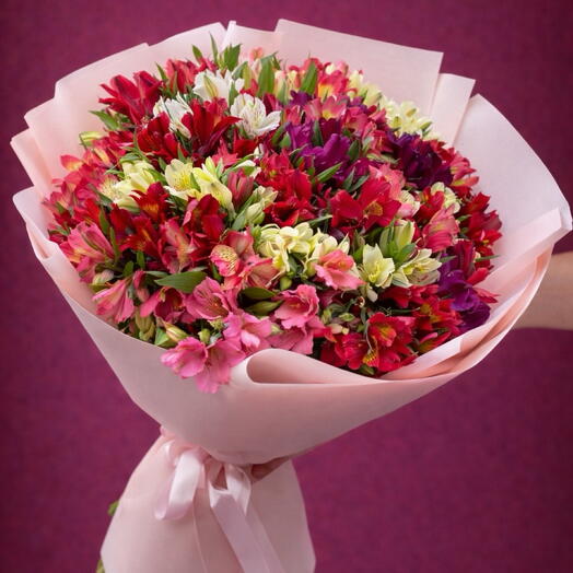 Alstroemeria Mix - 55