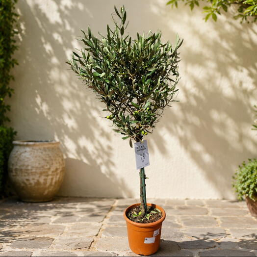 Schefflera