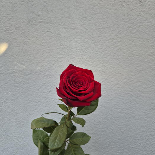 Red Roses - Choose from 9 pieces