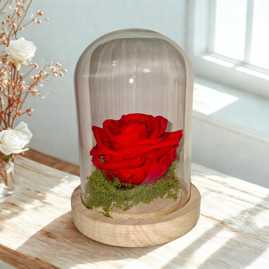 Rosa Preservada