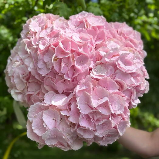 Pink Hortensia 15