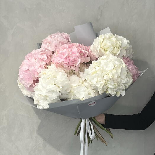 Hydrangea white and pink 15