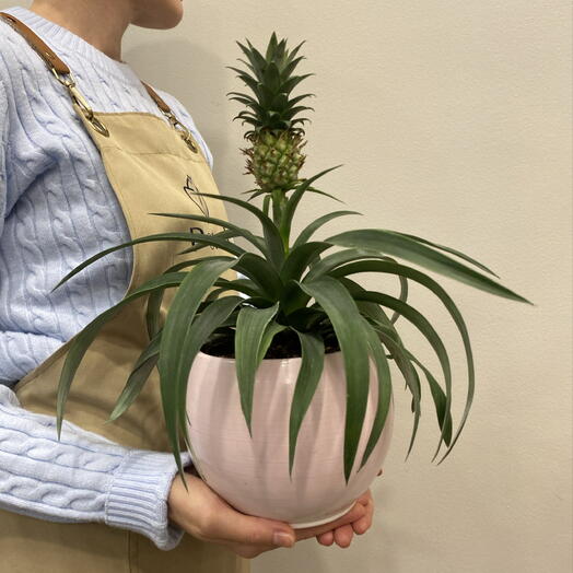 Pineapple