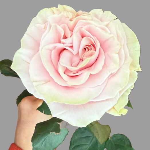 Pink Mondial Rose