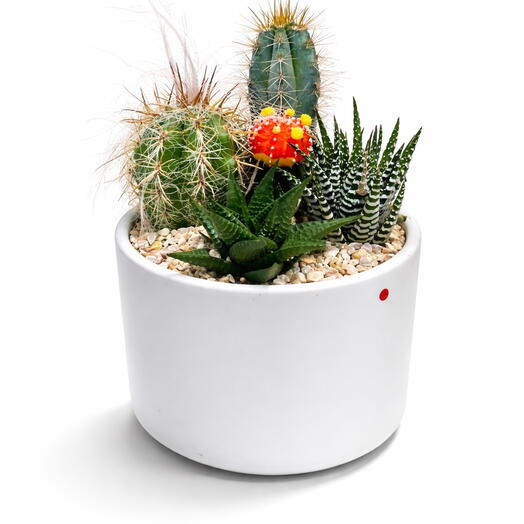 Succulents Size M