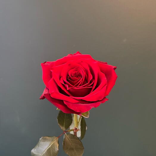 Red rose